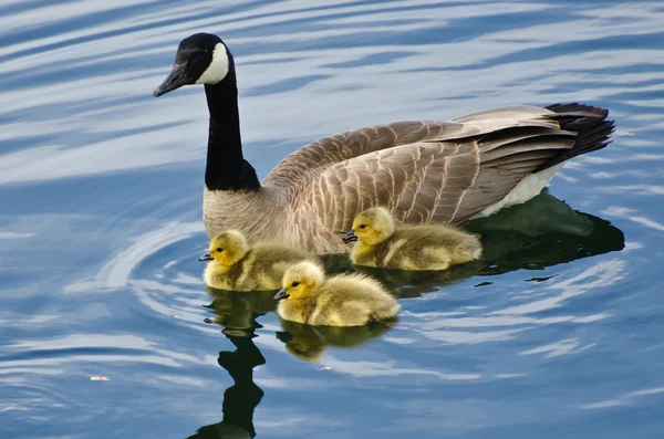 Goslings Staying Close to Mom — Stock Photo, Image