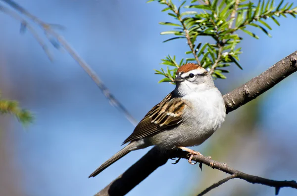 Chipping Sparrow Perched in a Tree — Stockfoto