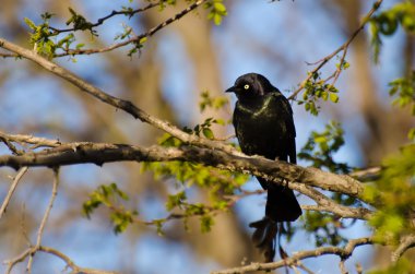 일반적인 grackle 봄에서 분 지에 자리 잡고