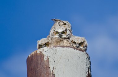Büyük Boynuzlu Baykuş yuva ile üç owlets göz teması yapma