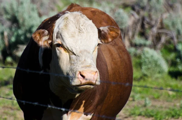 Ein wütender Stier — Stockfoto