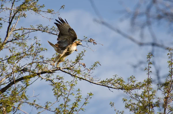 Red-Tailed Hawk Taking Flight — Stock Photo, Image