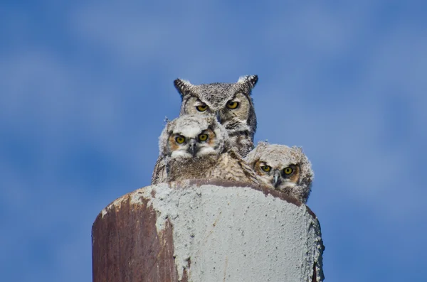 Μεγάλη κερασφόρος κουκουβάγια φωλιά με δύο owlets — Φωτογραφία Αρχείου