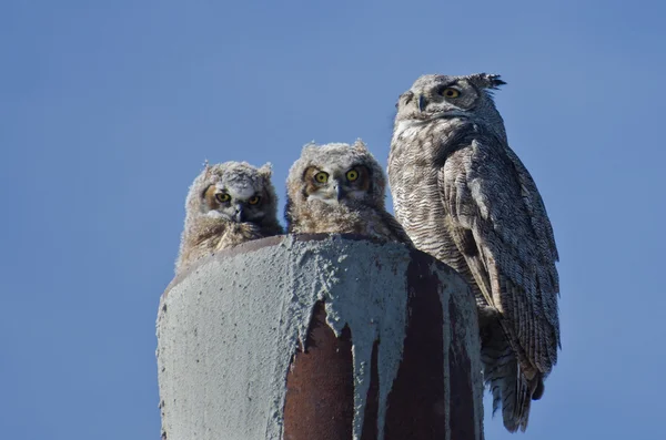 Nagy szarvas bagoly fészket két owlets — Stock Fotó