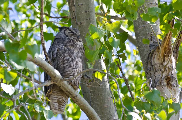 Great Horned Owl Perched on a Branch in a Tree — Stock Photo, Image