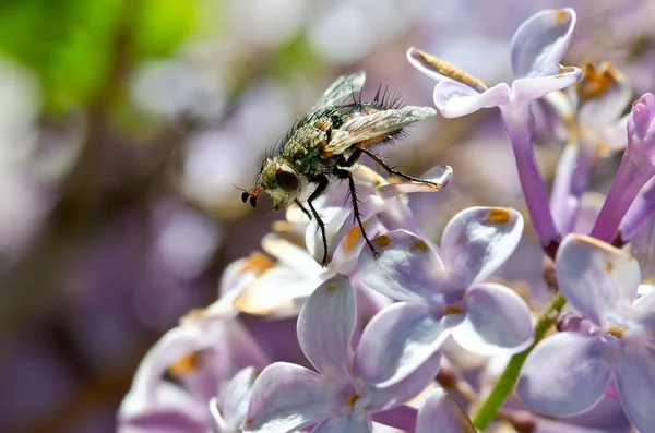 Leylak çiçeği bahar aylarında dinlenme yeşil sinek — Stok fotoğraf