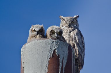 Büyük Boynuzlu Baykuş yuva ile iki owlets