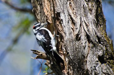 tüylü kendi ev bina ağaçkakan