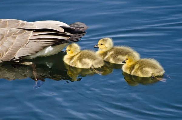 Goslings Staying Close to Mom — Stock Photo, Image
