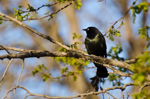 일반적인 grackle 봄에서 분 지에 자리 잡고 — Stok fotoğraf