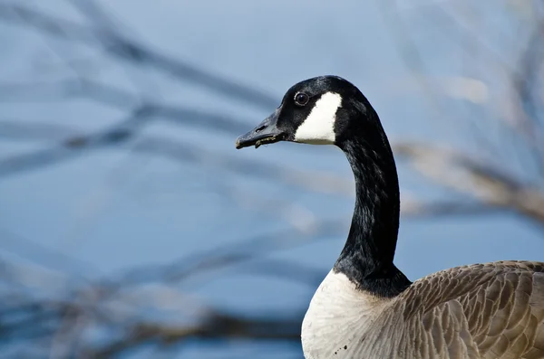 Close Up Profile of Canada Goose — Stock Photo, Image