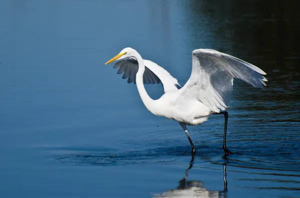 Grande Egret Tomada de Voo — Fotografia de Stock