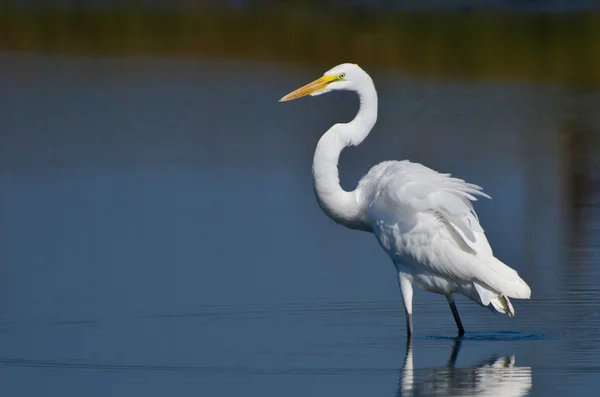 Grande Egret caccia di pesce — Foto Stock