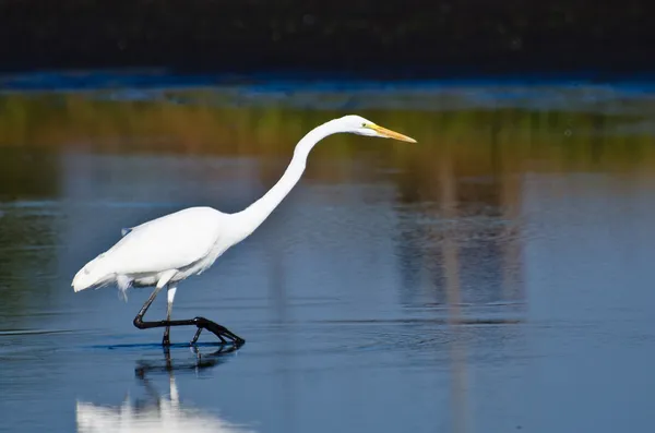 Stor Egret jakt på fisk — Stockfoto