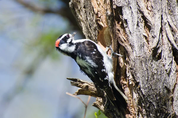 Downy Woodpecker Building Its Home — Stock Photo, Image