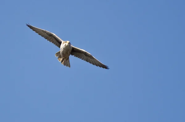 Präriefalke fliegt in blauem Himmel — Stockfoto