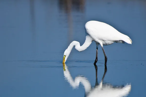 Great Egret Hunting for Fish — Stock Photo, Image