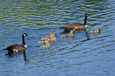 veliler ile Yüzme şirin küçük kuşlar
