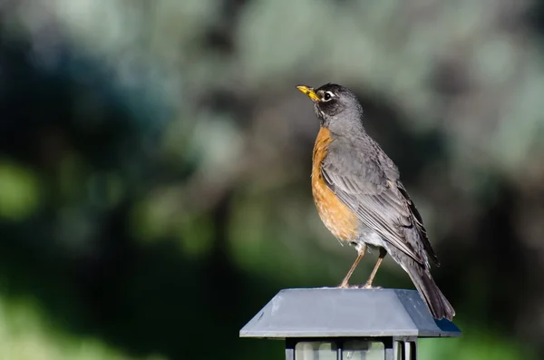 Robin americano empoleirado em uma luz de quintal — Fotografia de Stock