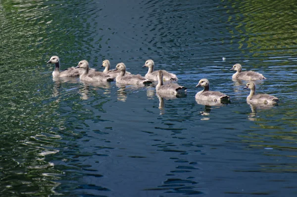 Mladí housata plavání přes jezero — Stock fotografie