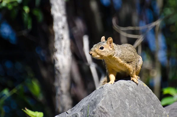 Verrücktes kleines Eichhörnchen steht wachsam auf einem Felsen — Stockfoto