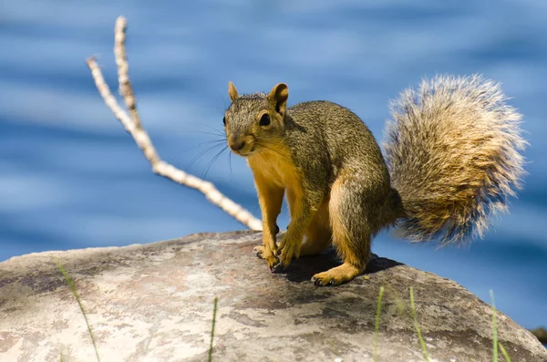 Niedliches kleines Eichhörnchen ruht auf einem Felsen — Stockfoto