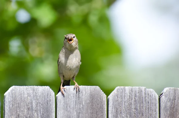Casa Sparrow Cantando sulla recinzione cortile — Foto Stock