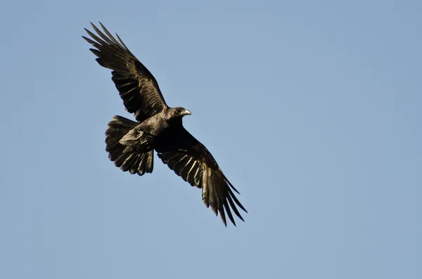 Gemeiner Rabe fliegt in blauen Himmel — Stockfoto