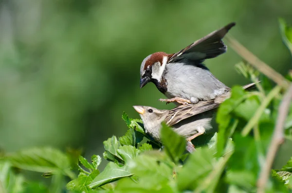 Haussperlinge bei der Paarung — Stockfoto