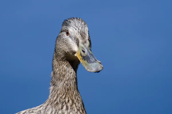 Profile of a Female Mallard Duck — Stock Photo, Image