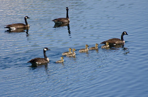 Cute Little Goslings Swimming with Parents — Stock Photo, Image
