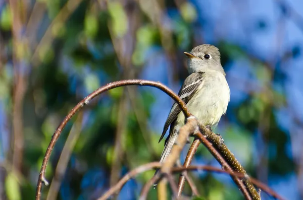 Flycatcher gris encaramado en una rama en un árbol — Foto de Stock