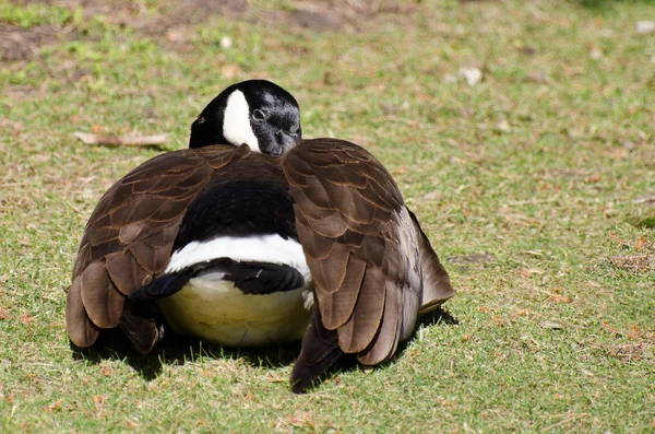 Canadá Goose Napping na grama — Fotografia de Stock