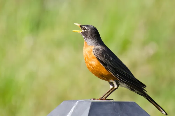 Amerikaanse robin zingen terwijl zat op een lichte achtertuin Rechtenvrije Stockafbeeldingen