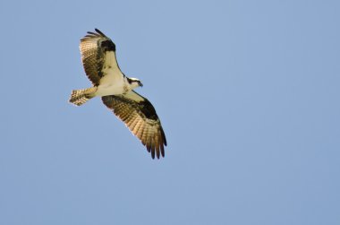 Osprey avcılık mavi gökyüzünde kanat