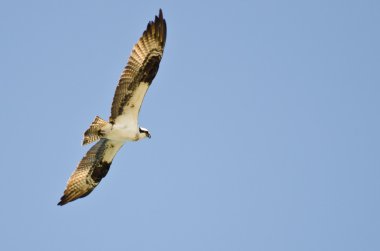 Osprey avcılık mavi gökyüzünde kanat