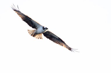 Osprey Hunting on the Wing on White Background clipart