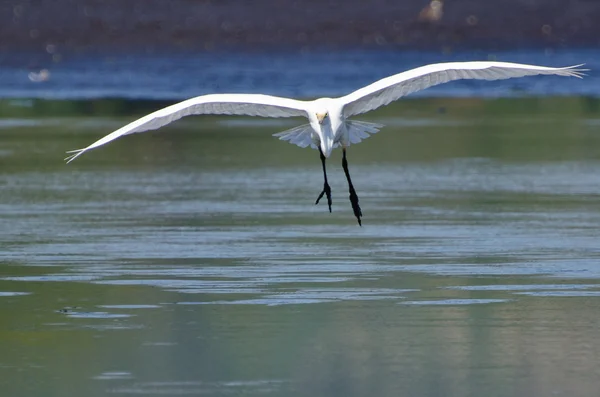 降落在浅水区中的大白鹭 — 图库照片