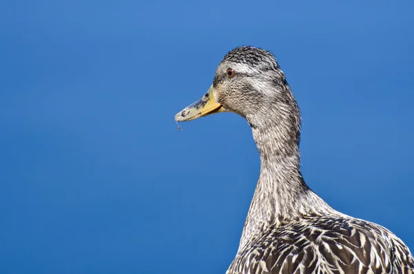 Profile of a Female Mallard Duck — Stock Photo, Image