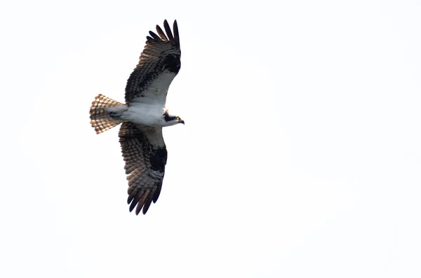 Osprey Hunting on the Wing on White Background — Stock Photo, Image