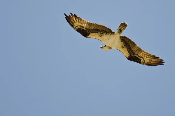 Fiskgjuse jakt på vingen i en blå himmel — Stockfoto