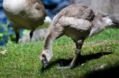 çimenlerin üzerinde atıştırma gosling