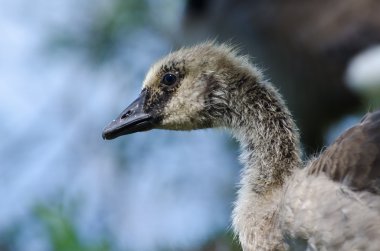 Kanada Kazı gosling profili