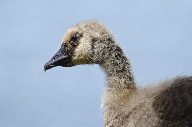 Kanada Kazı gosling profili
