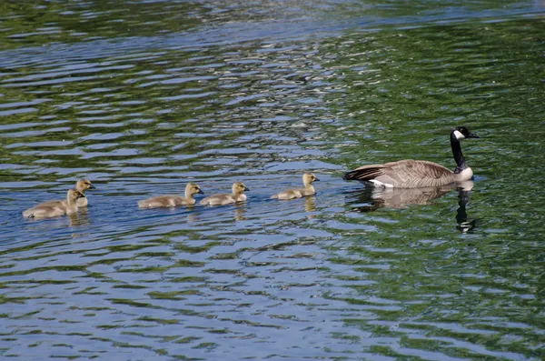 Mignonne petite Goslings natation avec les parents — Photo