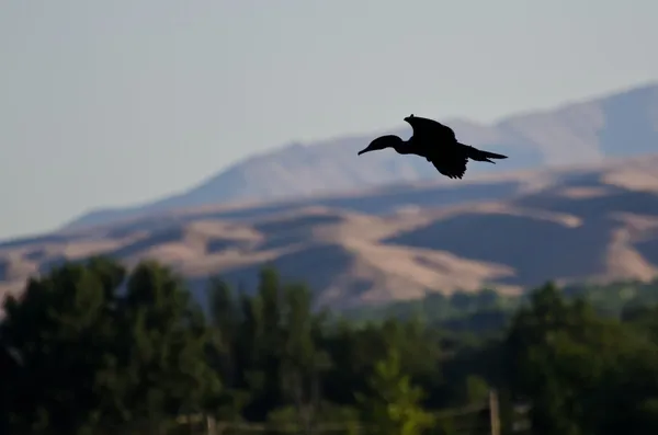 Morgensilhouette eines fliegenden Kormorans — Stockfoto