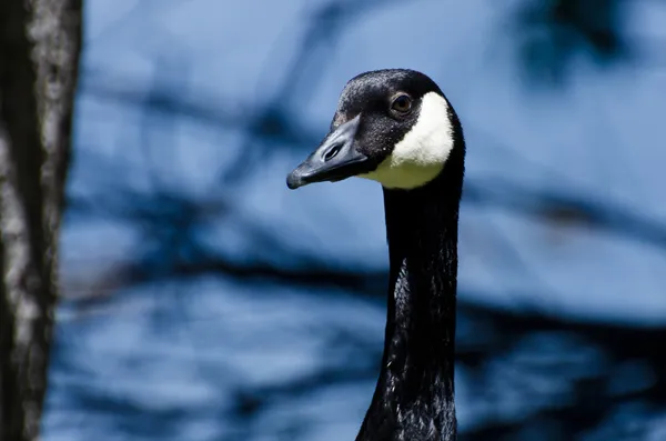 Canada Goose Profile — Stock Photo, Image