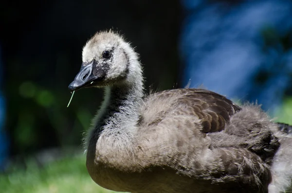 Canada Goose Gosling Profile — Stock Photo, Image