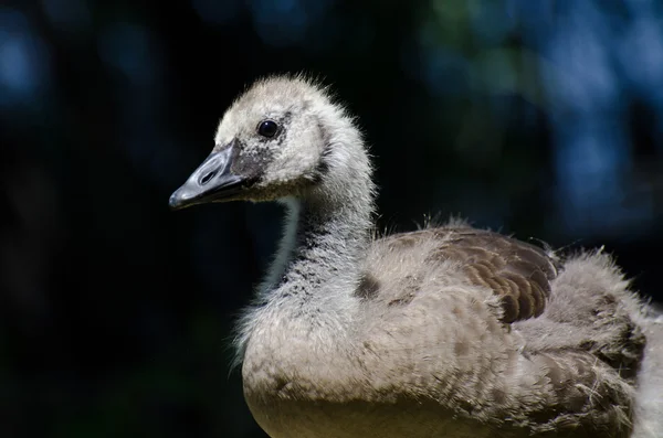 Perfil de Canada Goose Gosling — Fotografia de Stock