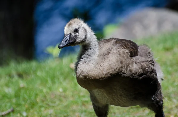 Canada Goose Gosling — Stock Photo, Image